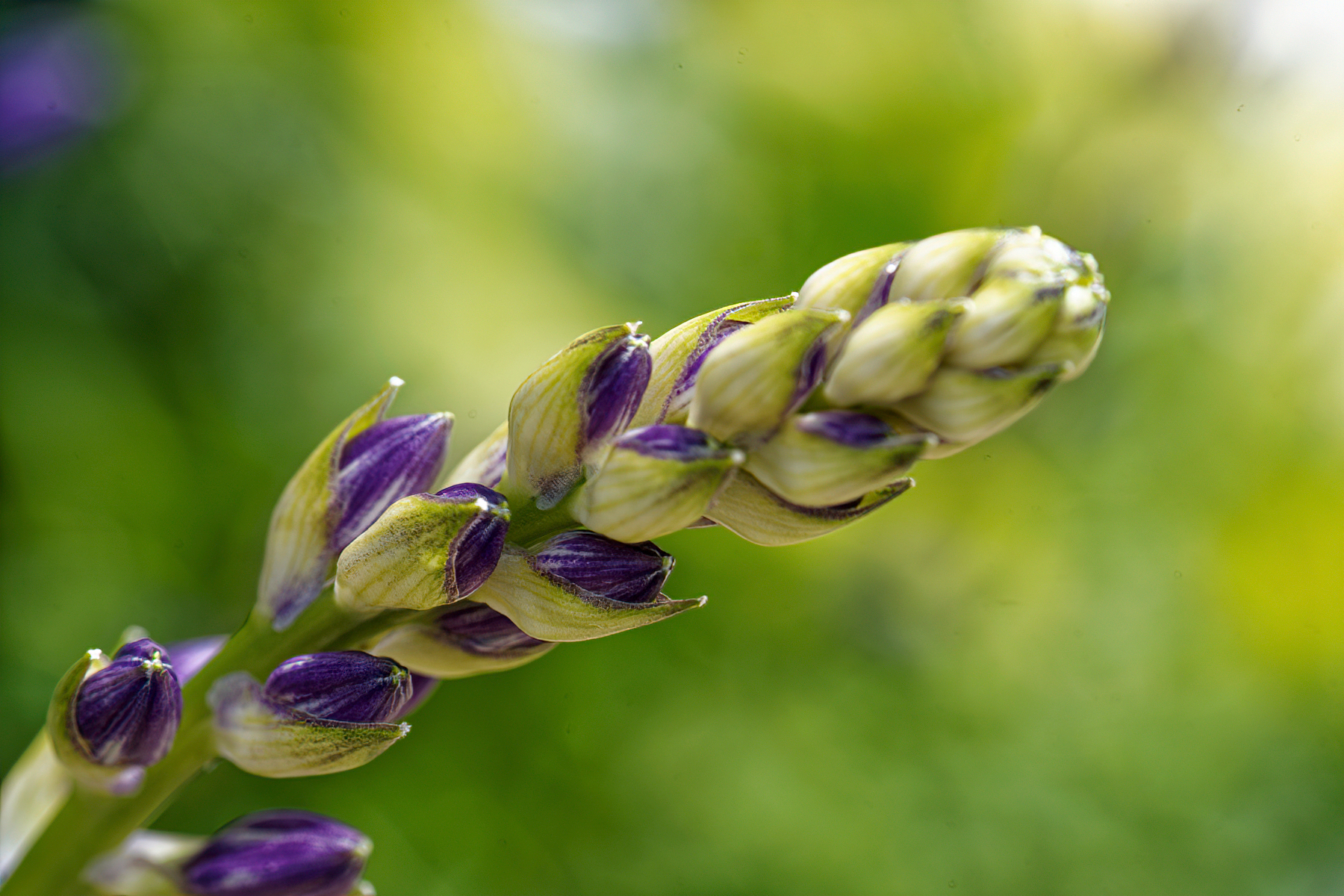 Purple Buds.jpeg