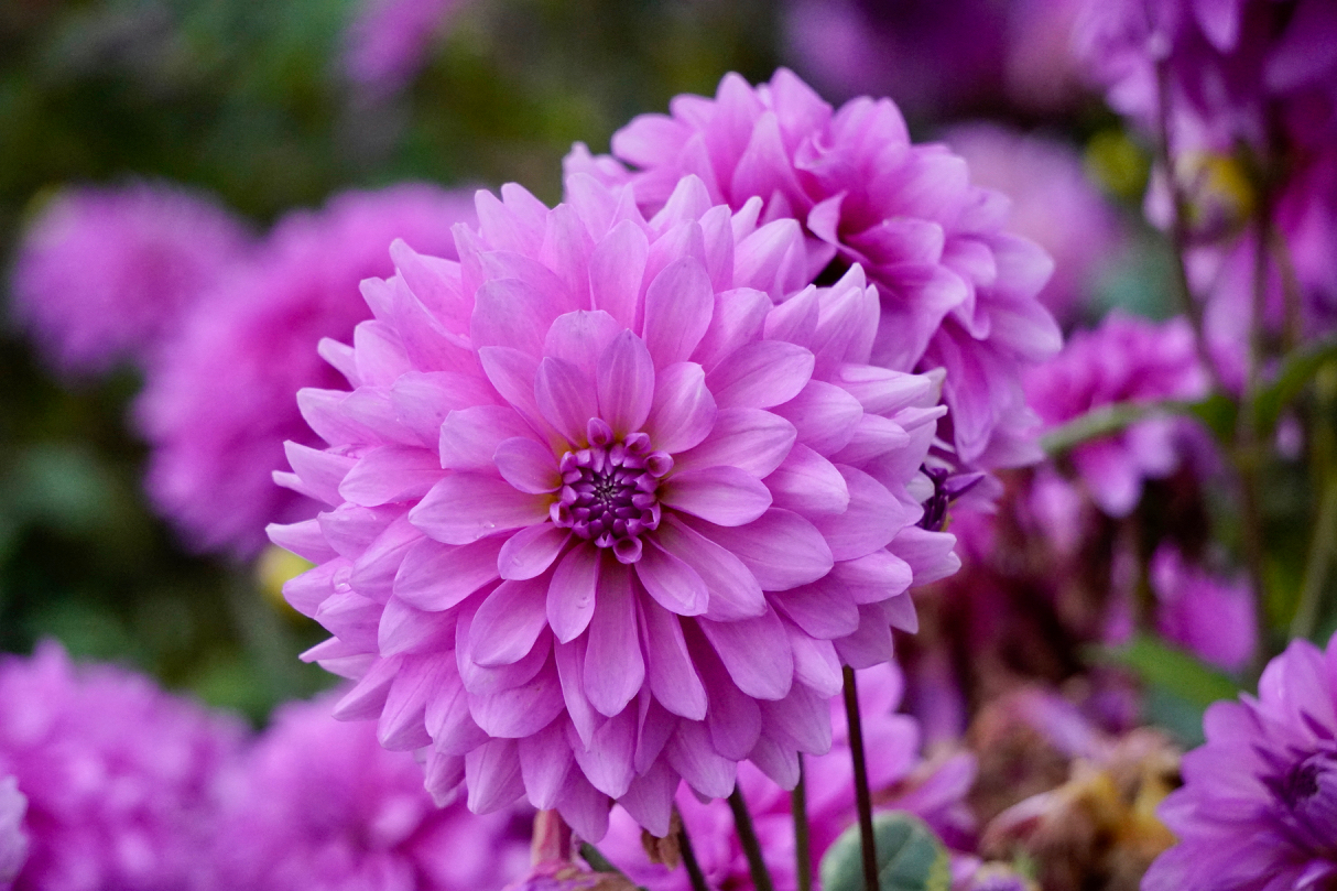 Purple dahlia.jpg