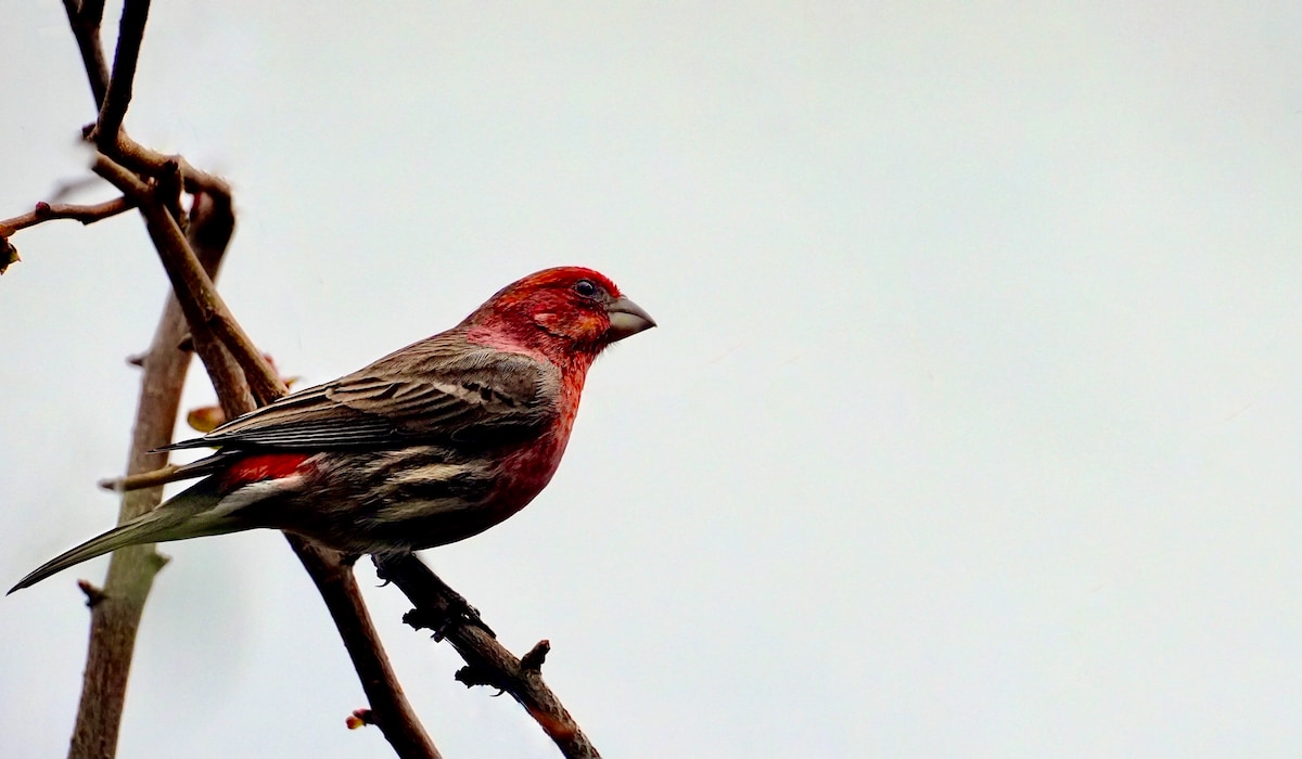 Purple finch (2).jpeg