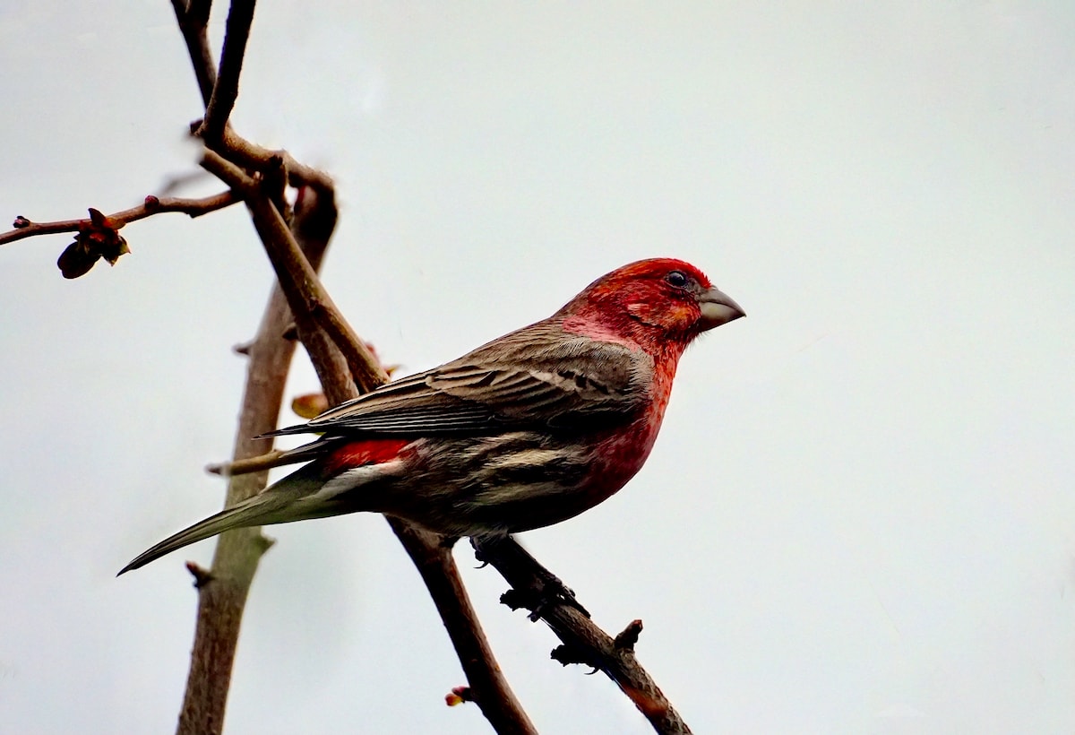 Purple finch.jpeg