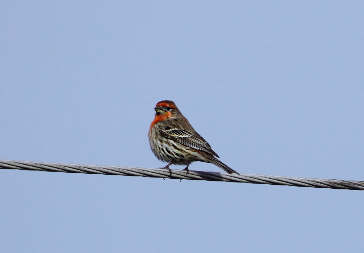 Purple Finch.jpg