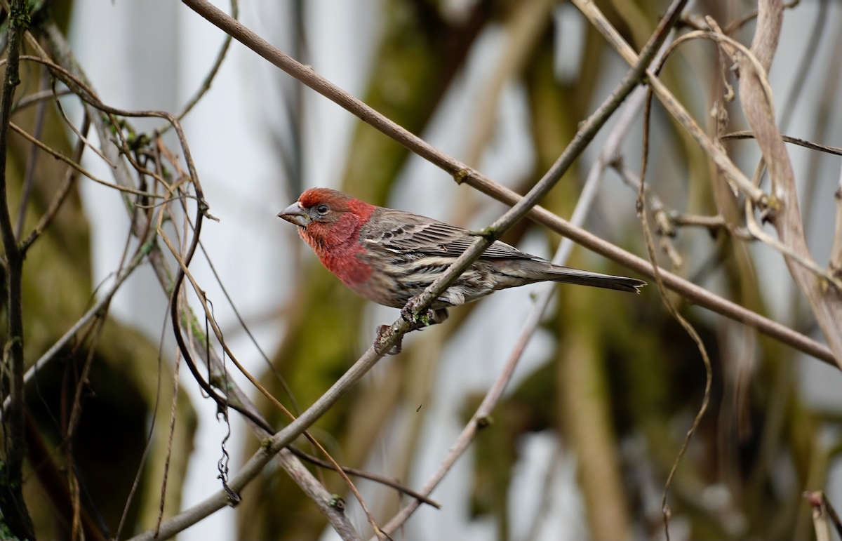 Purple finch2.jpeg