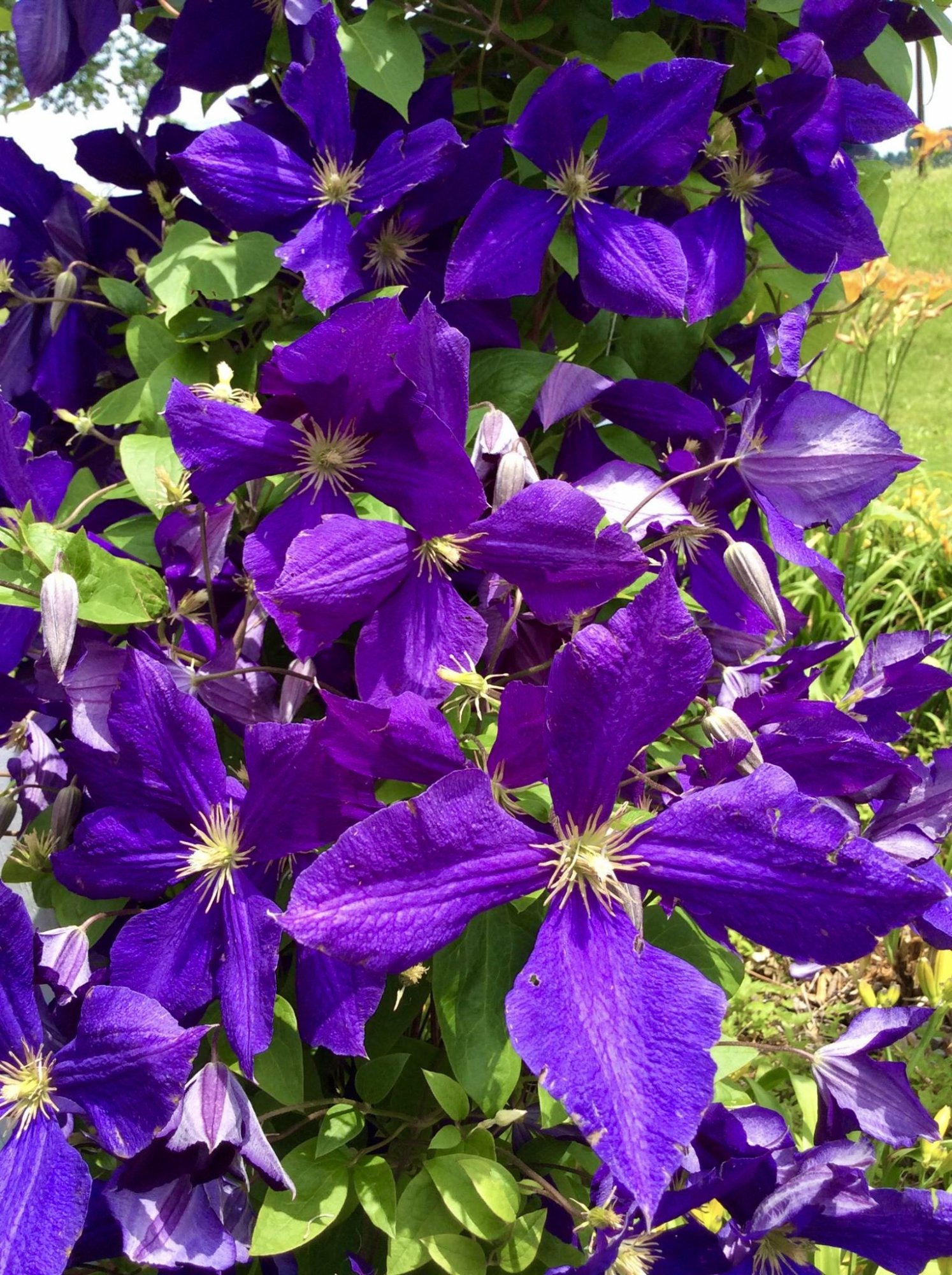 purple flower.jpg