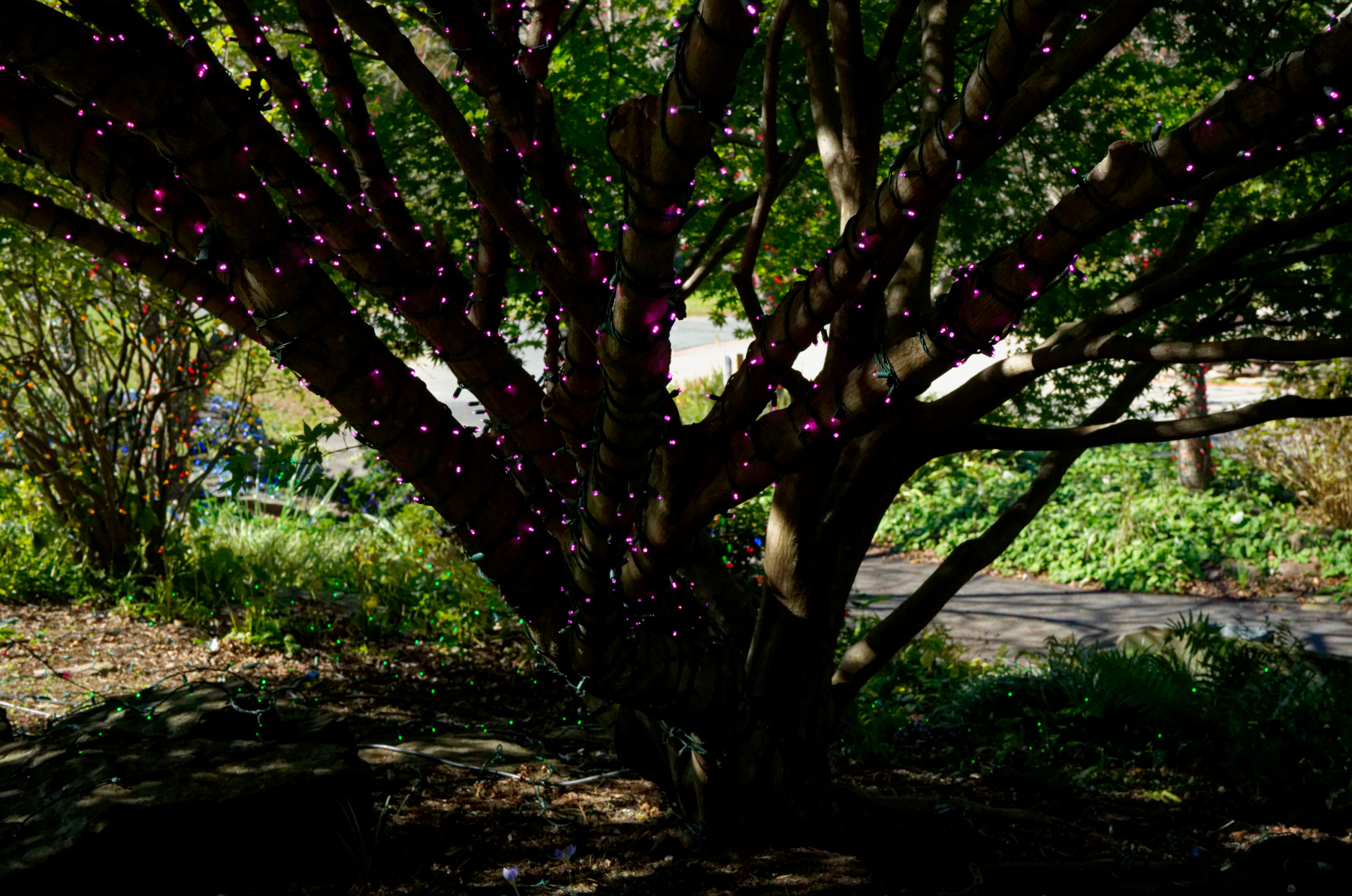 Purple Lights in the Trees.jpeg