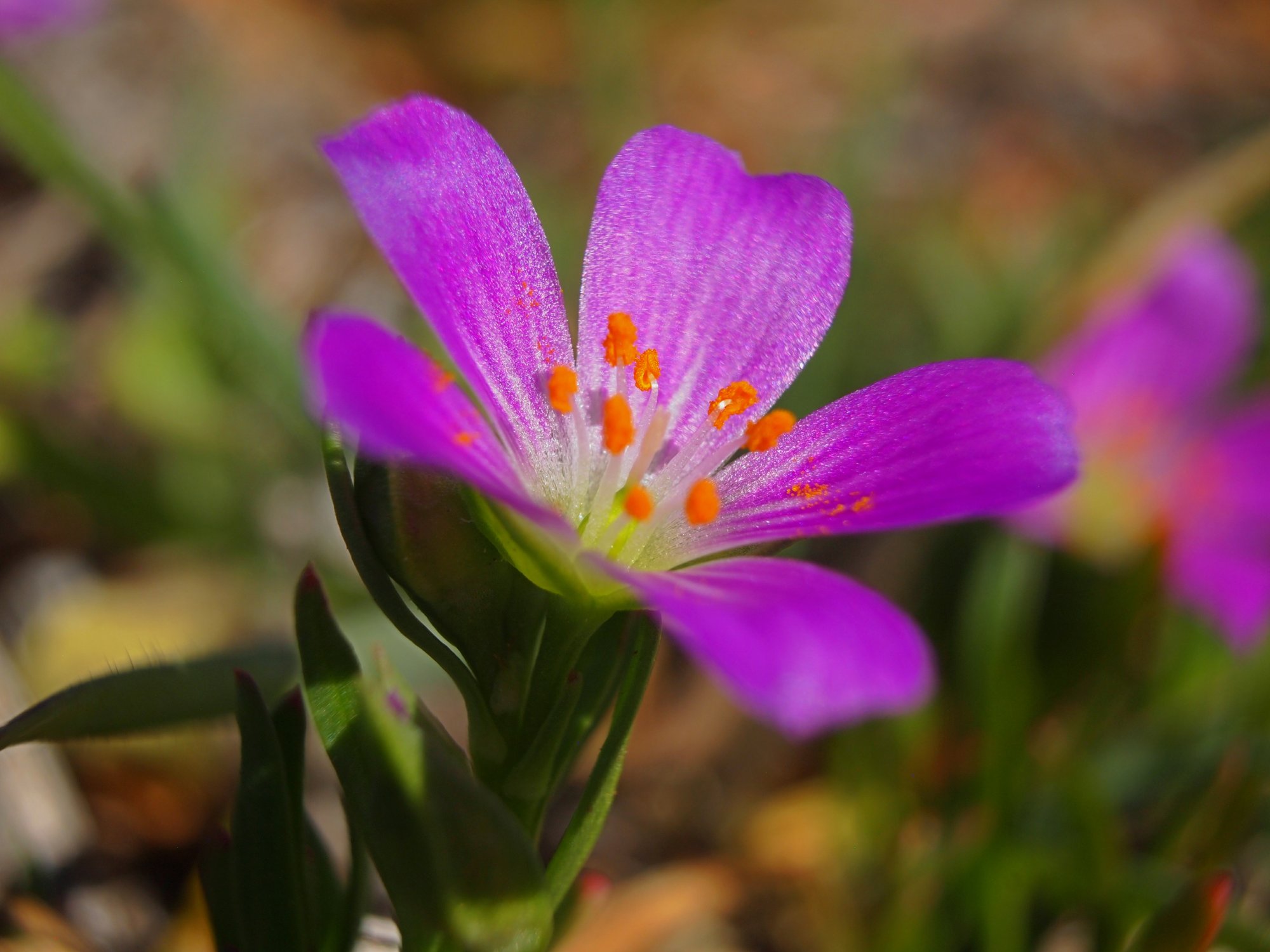 Purple tiny wild ground cover flowerx.jpg