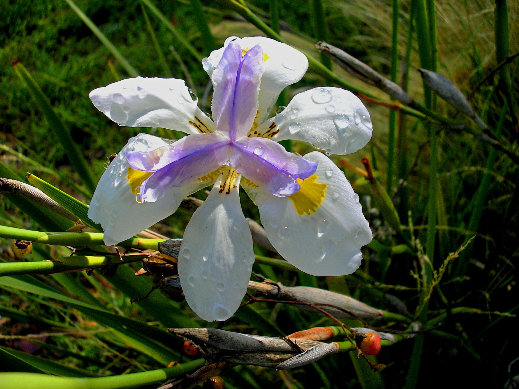 purple-y lilly4x.jpg