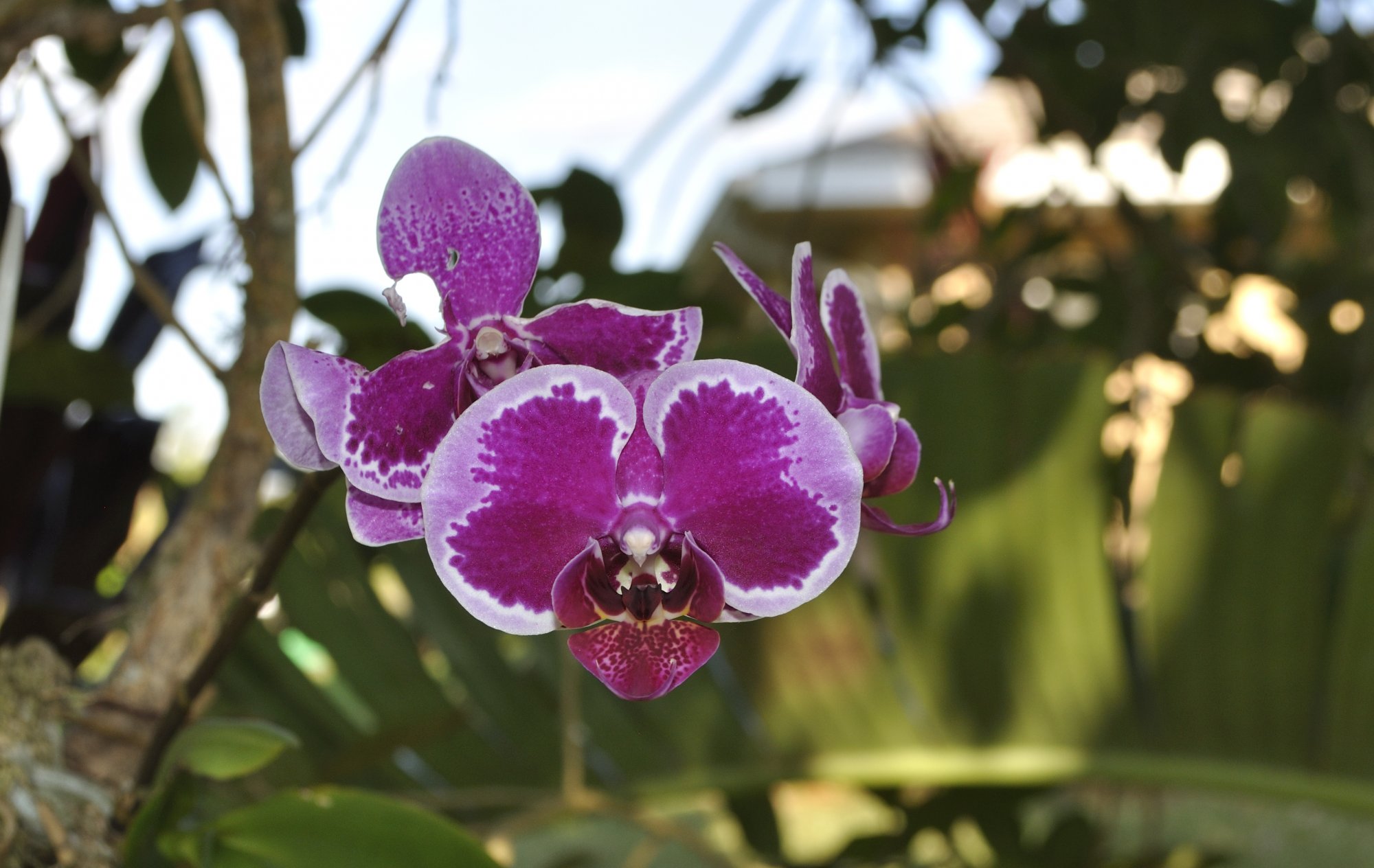 purple_orchid.JPG