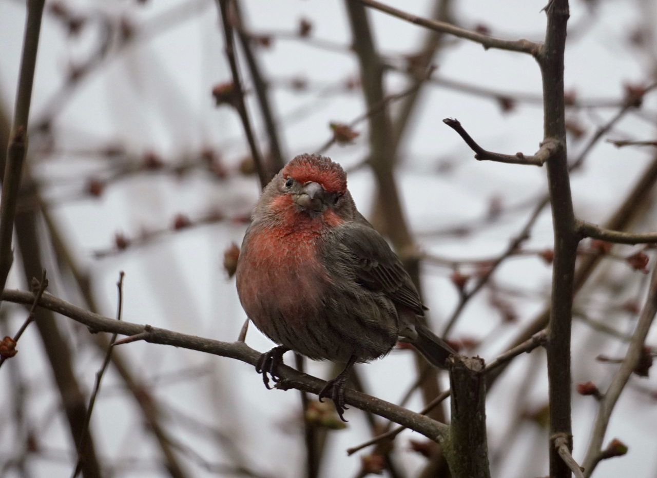 PurpleFinch.jpg