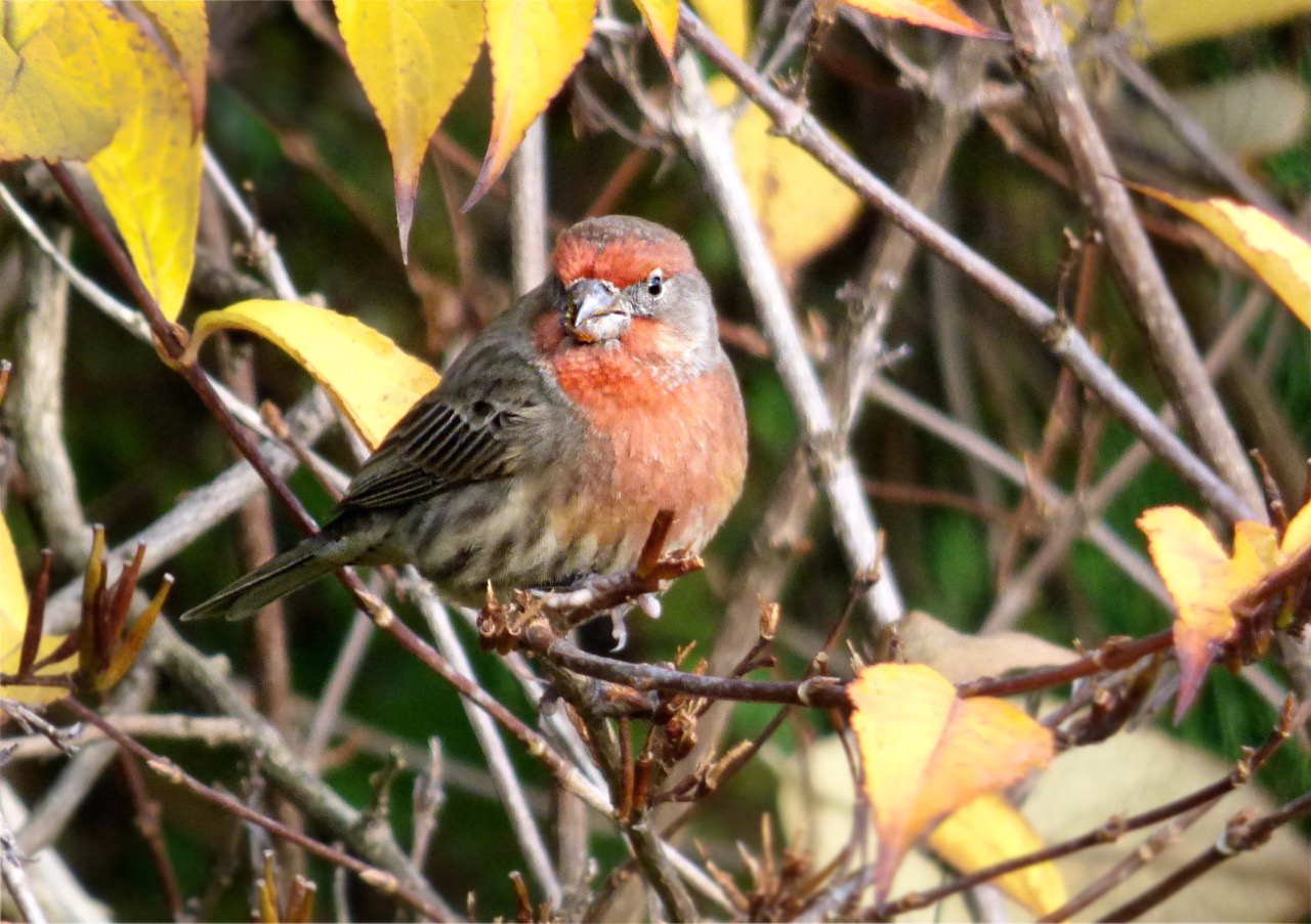 PurpleFinch.jpg