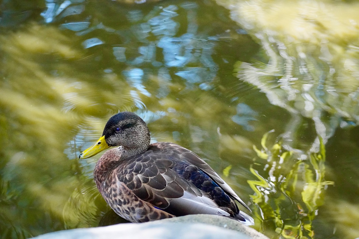 Q. Elizabeth Garden Duck.jpg