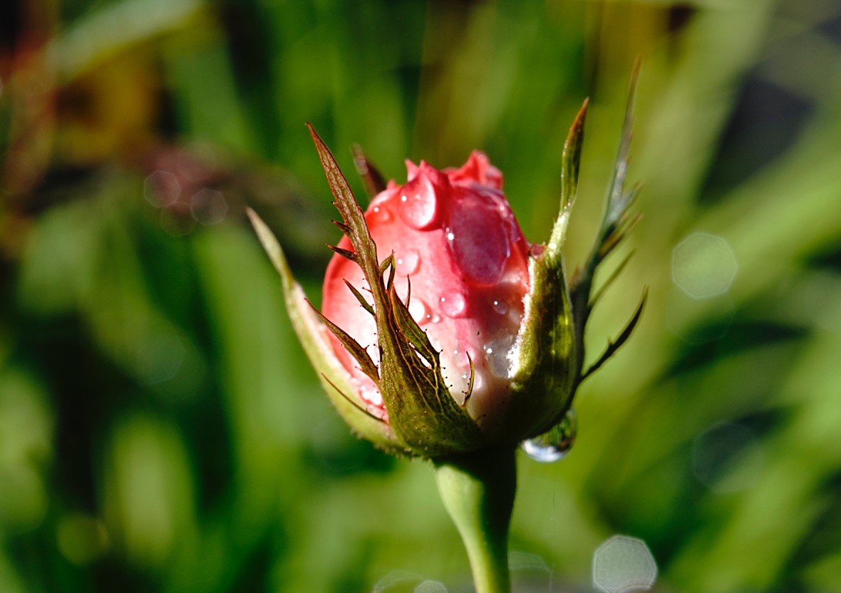 Rain drops on rose bud.jpg