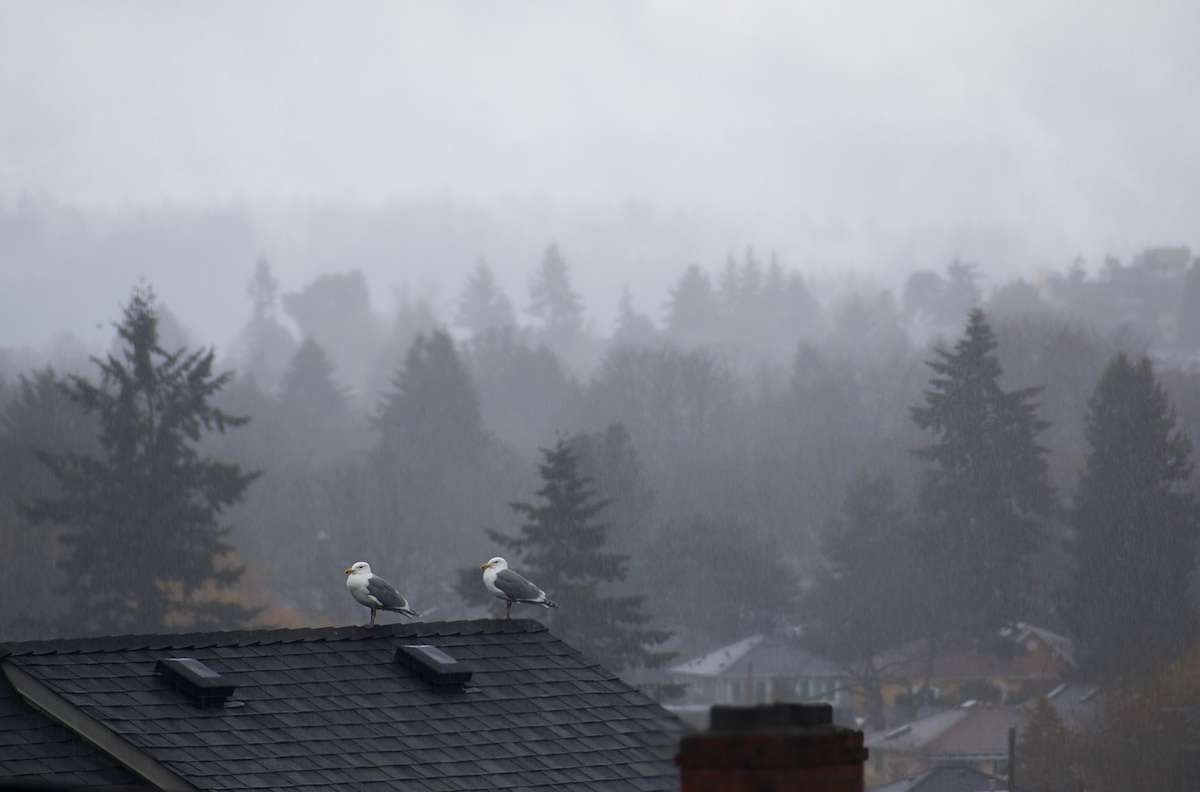 Rain seagulls.jpeg