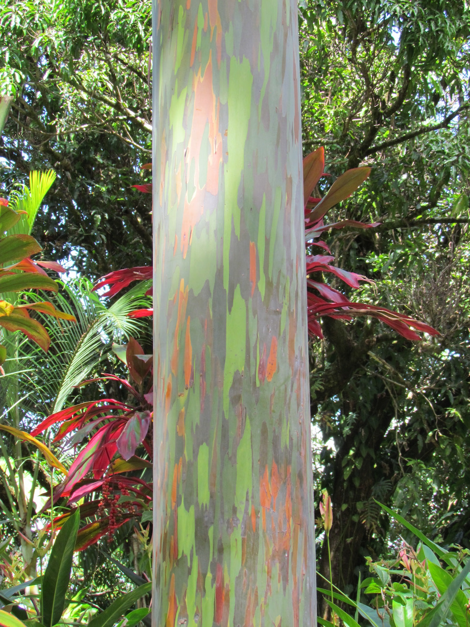 Rainbow eucalyptus.jpeg