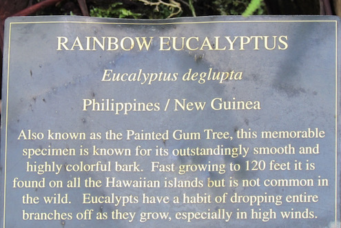 Rainbow eucalyptus-Painted gum tree (1).jpeg