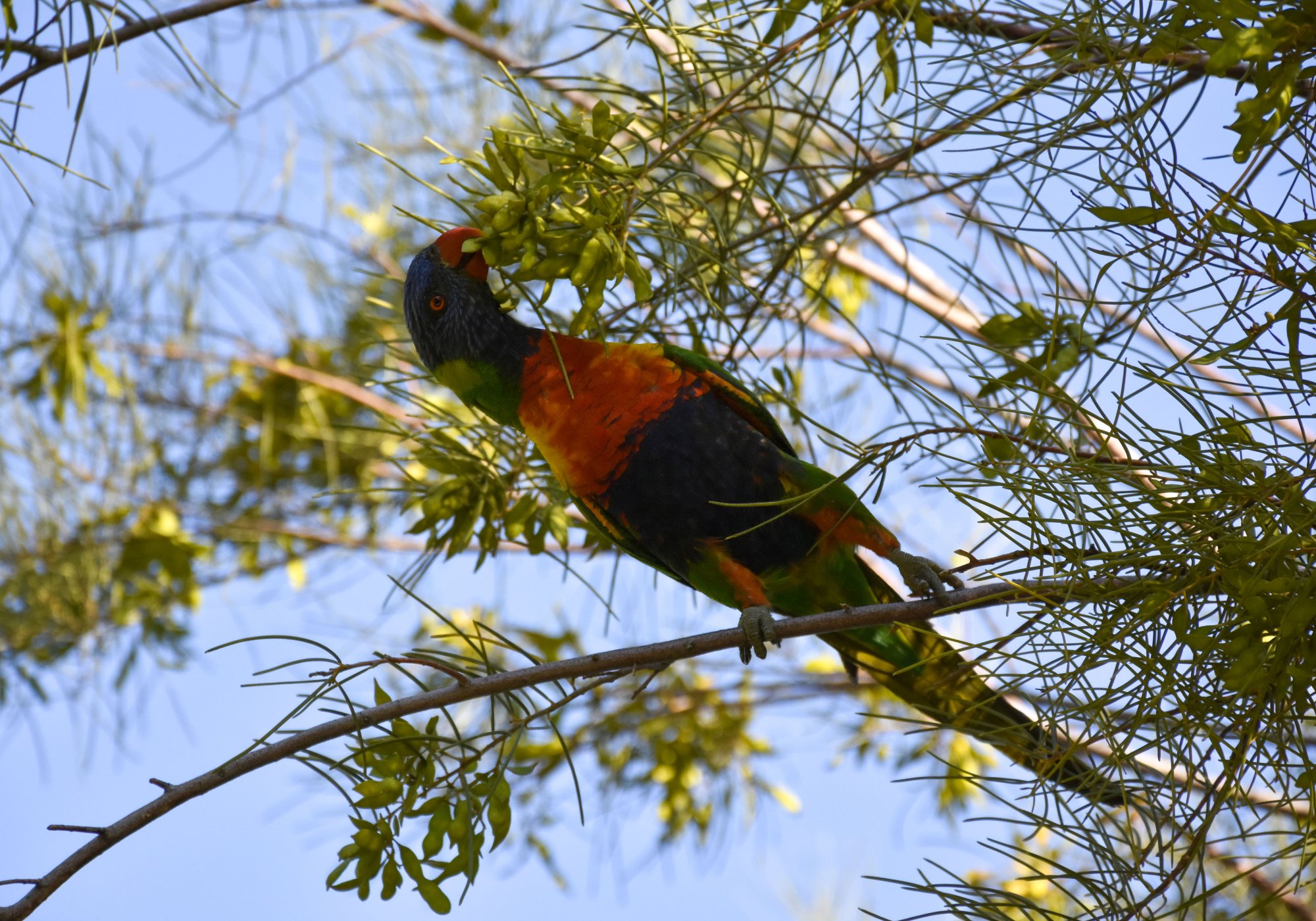 Rainbow Lorikeet.jpg