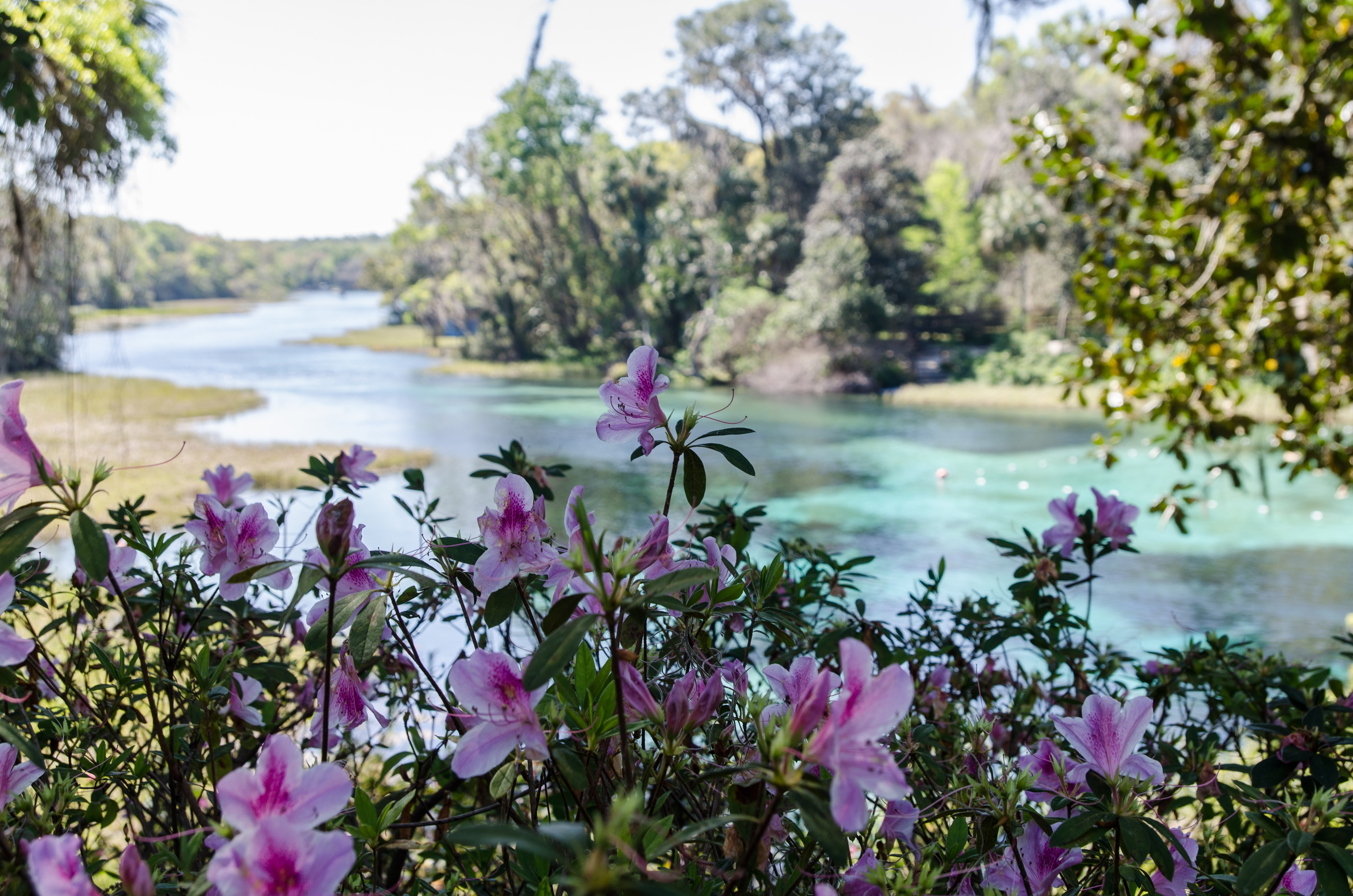 Rainbow Springs-12.jpg