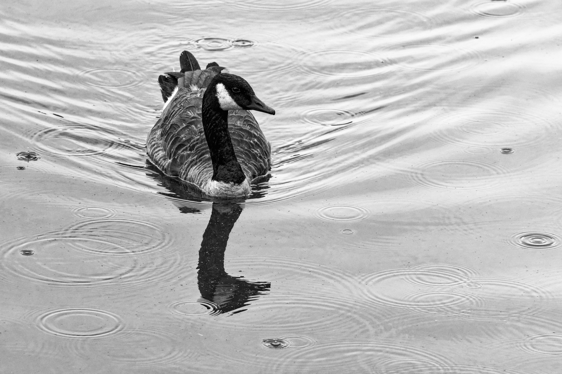 Raindrops Keep Falling On My Head (B&W).jpeg