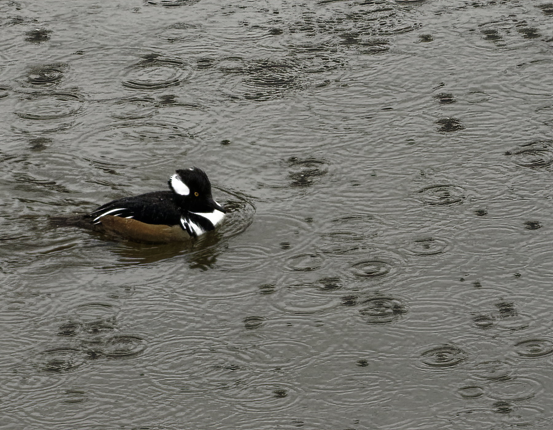 Raindrops Keep Falling on My Head.jpg