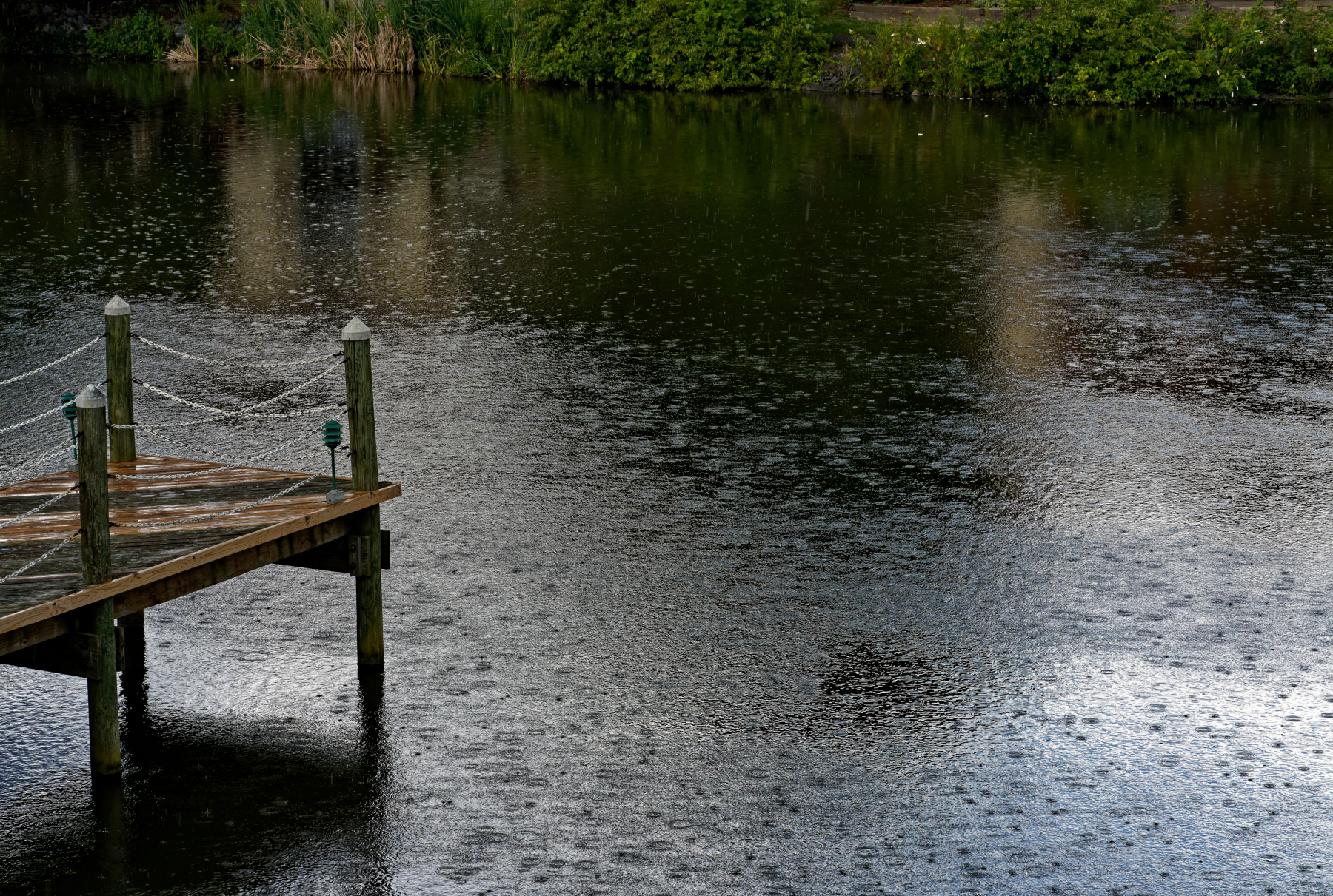 Rainy Afternoon in the Back Yard.jpeg