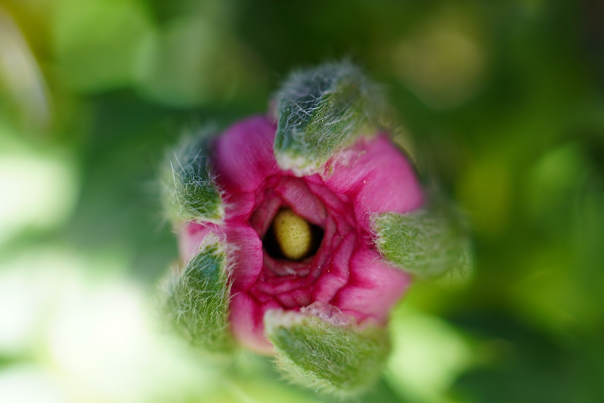 Ranunculus bud.jpg