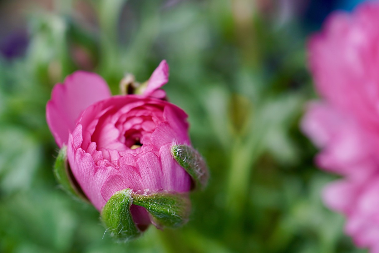 Ranunculus bud2.jpg