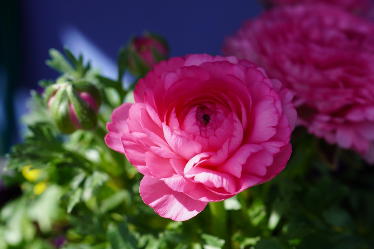 Ranunculus-Shadow.jpg