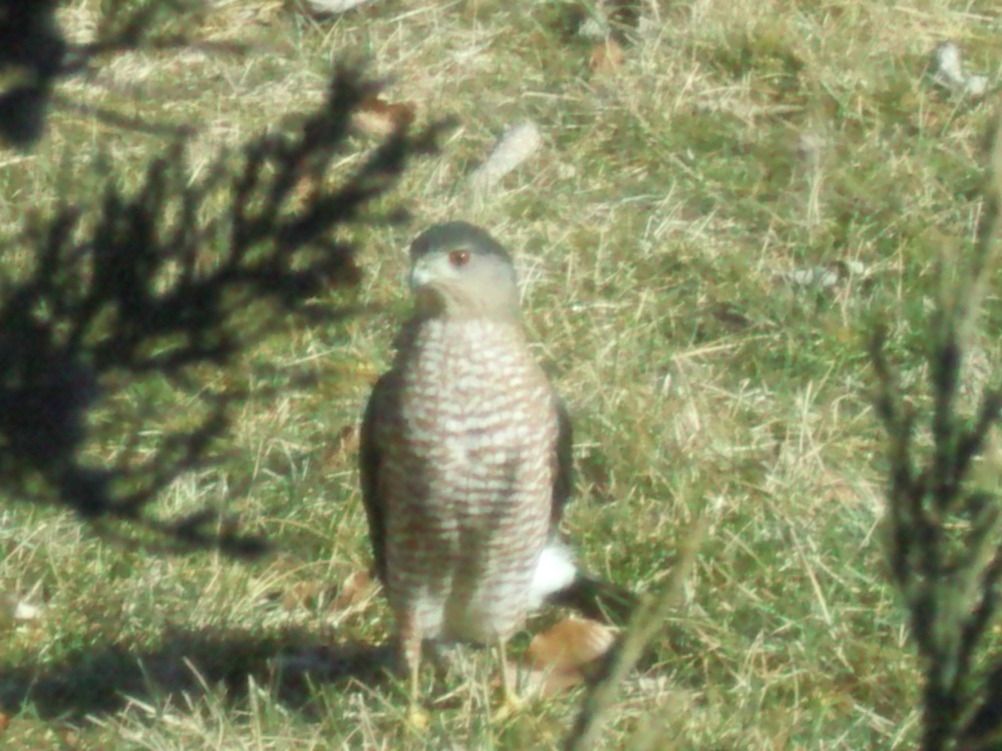 Raptor in backyard.jpg