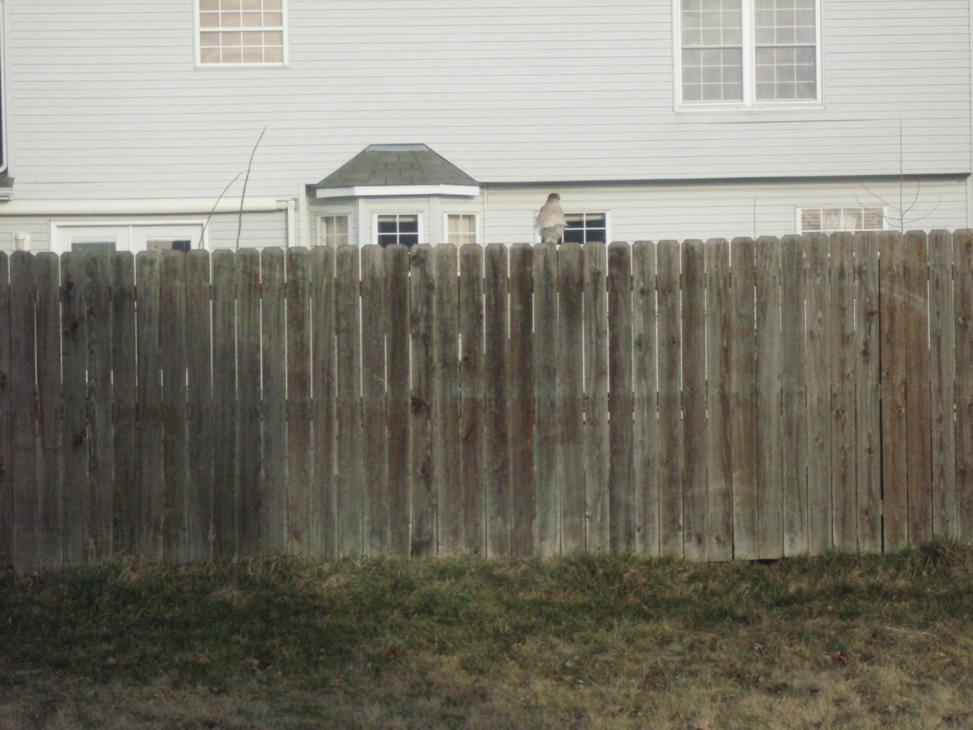 Raptor on backyard fence.jpg