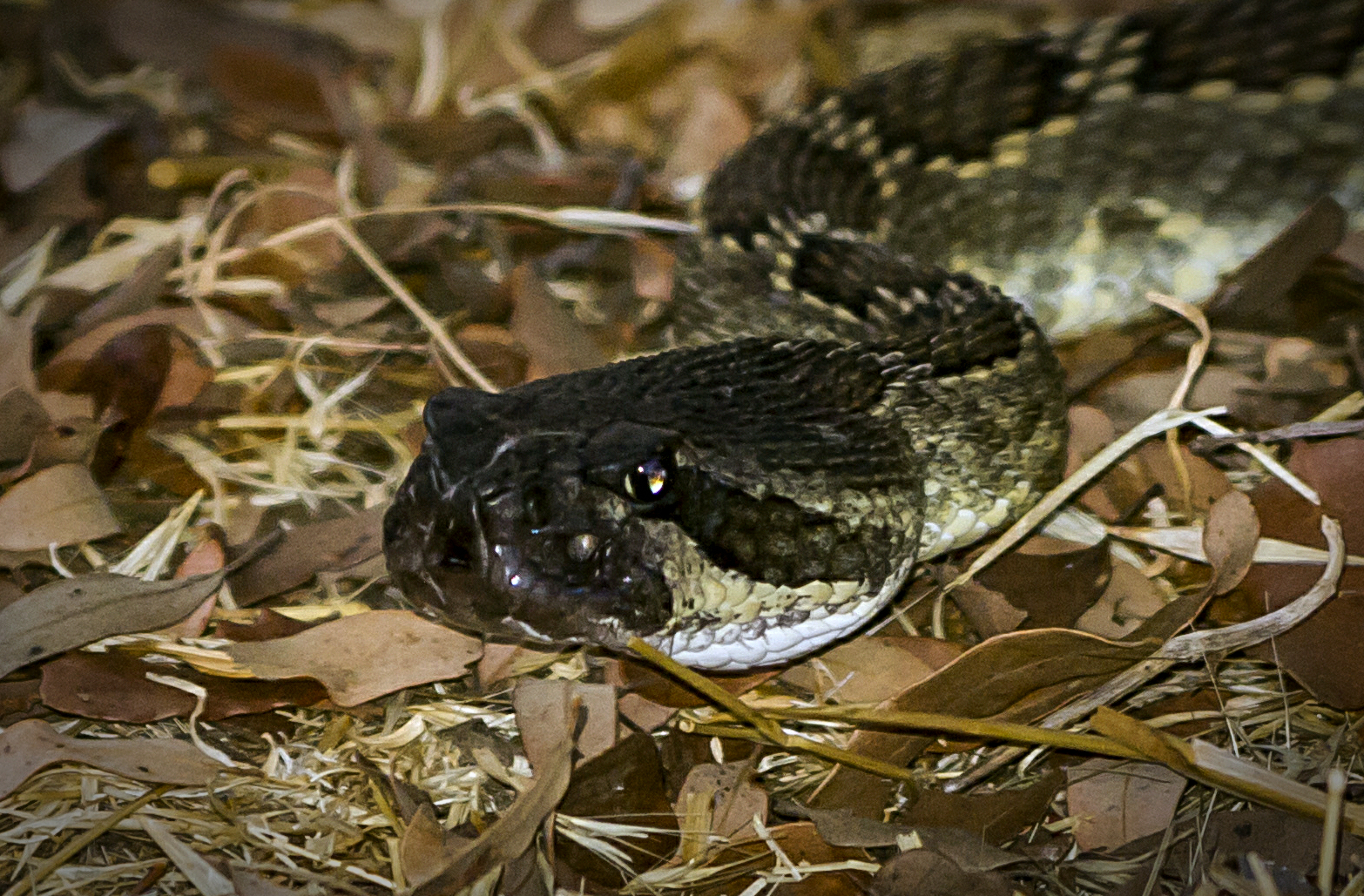 rattlesnake face s 1172 rw 8.30.22 cropx2.5v.jpg