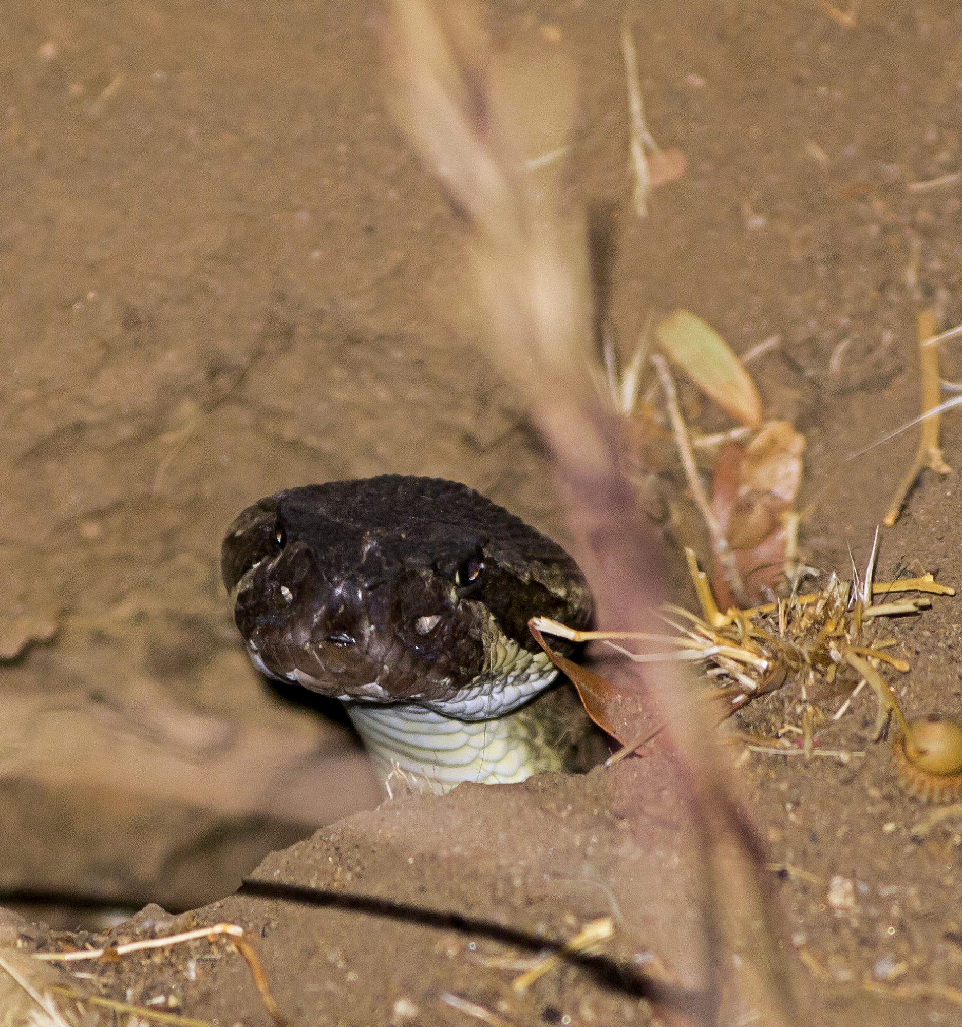 rattlesnake head out hole 1206 rw 8.30.22 x.jpg