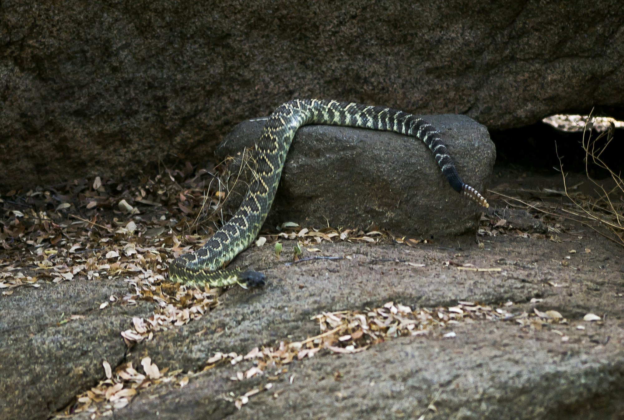 rattlesnake on boulder1135 rw 8.30.22 cropx.jpg