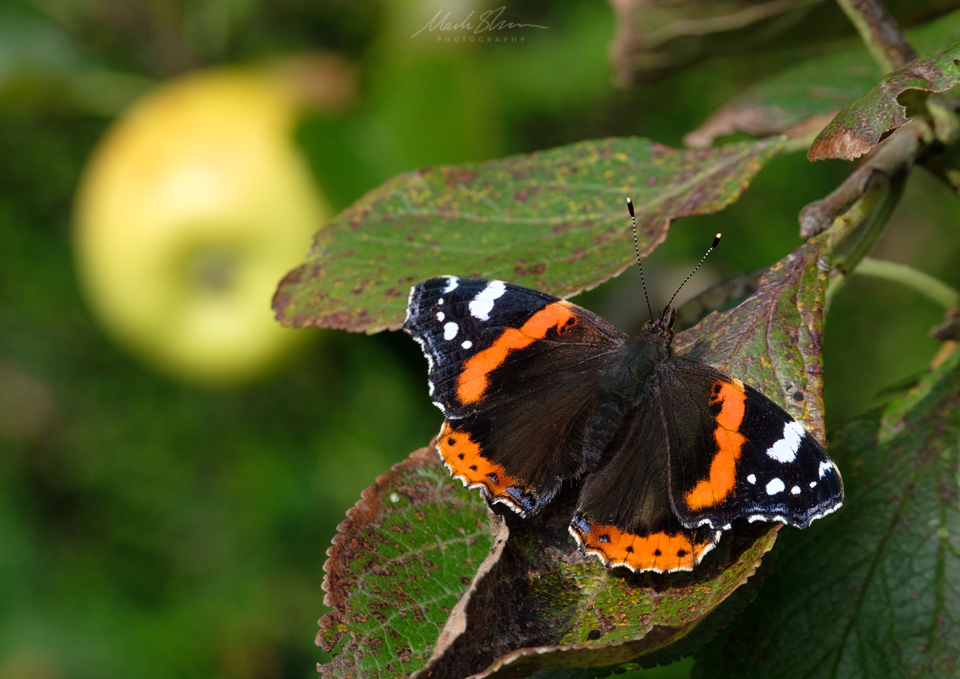 Red Admiral-small PL.png