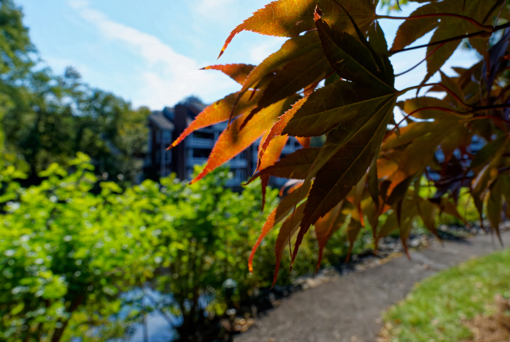 Red-and-Gold Leaves.jpeg