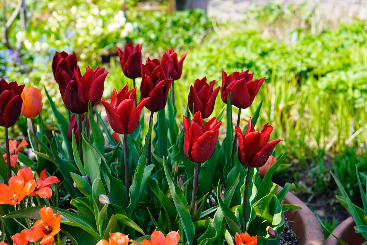 Red and orange tulips.jpg