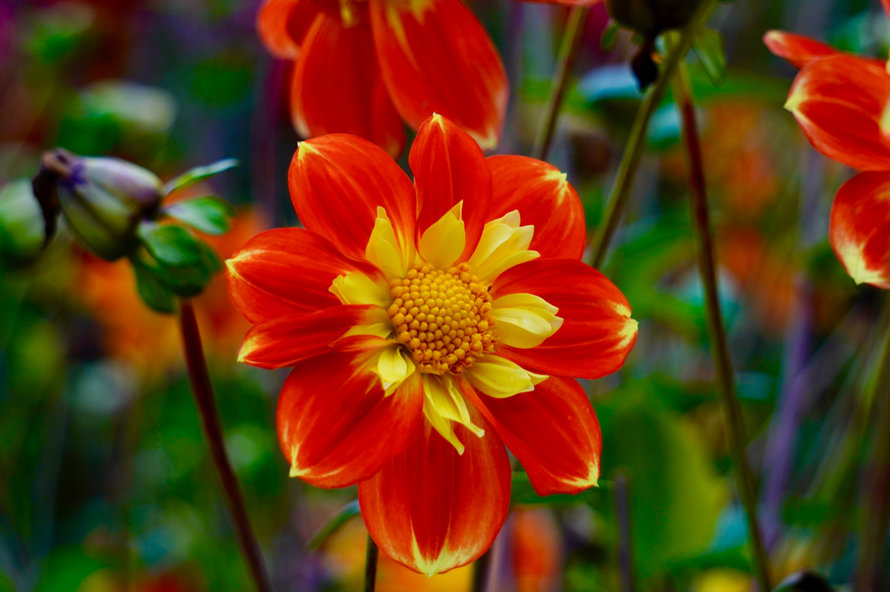 Red and yellow dahlia.jpg