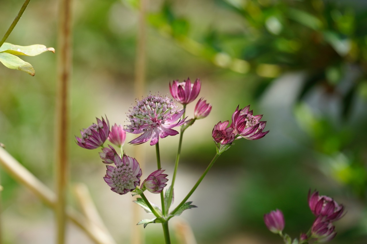 Red astrantiae.jpg