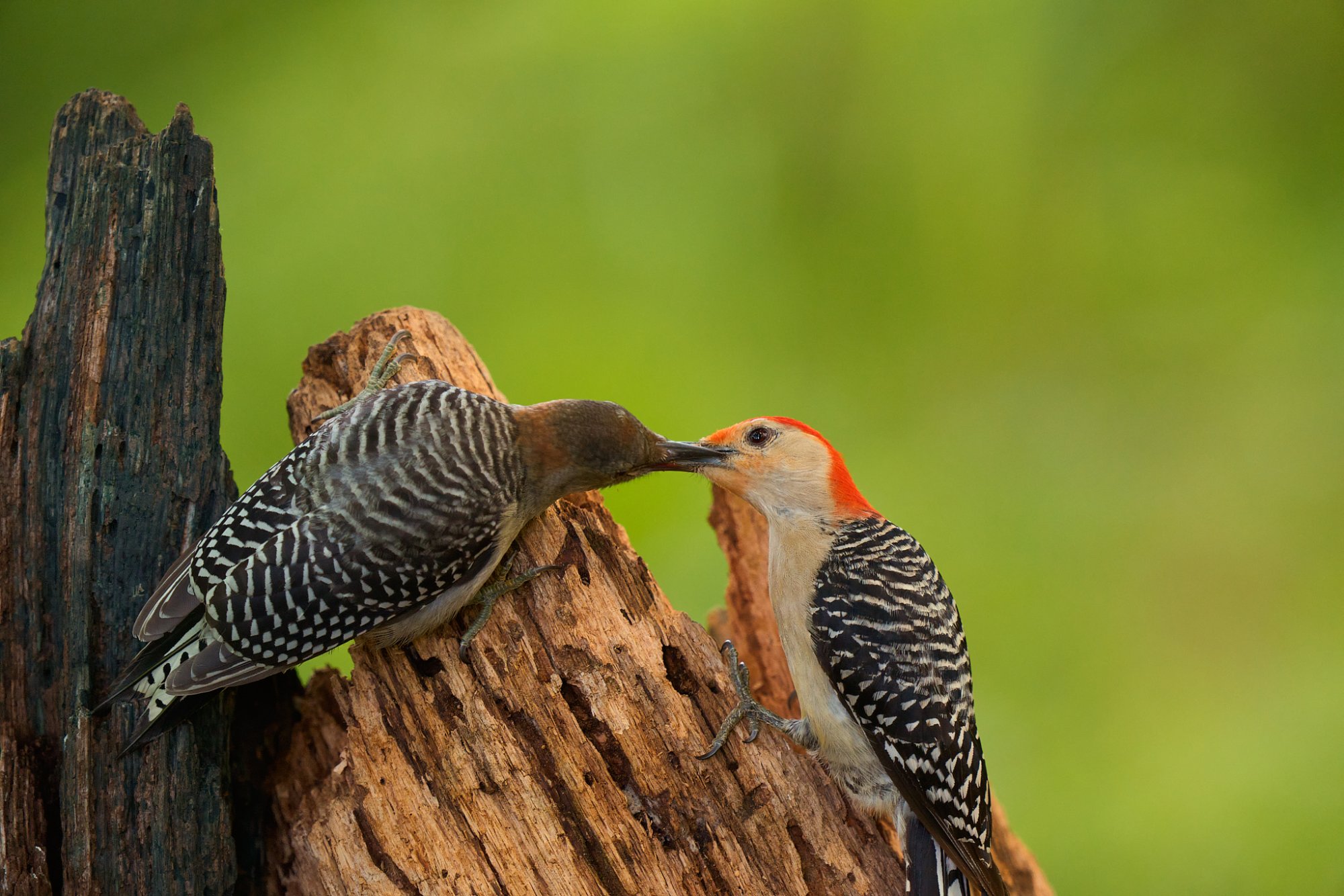 red-bellied-woodpecker-0002-24-06-30.jpg