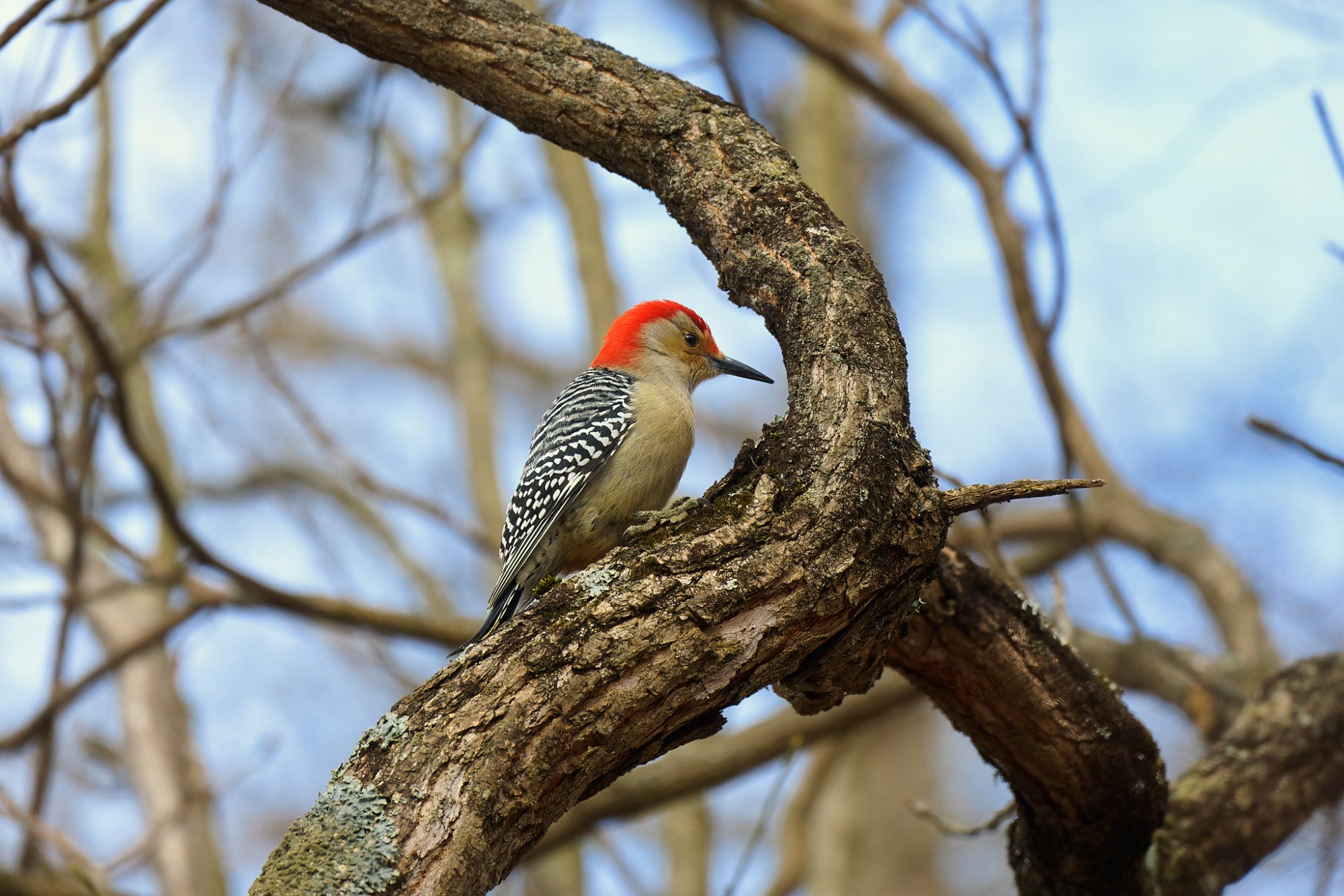 red-bellied-woodpecker-0003-24-06-03.jpg