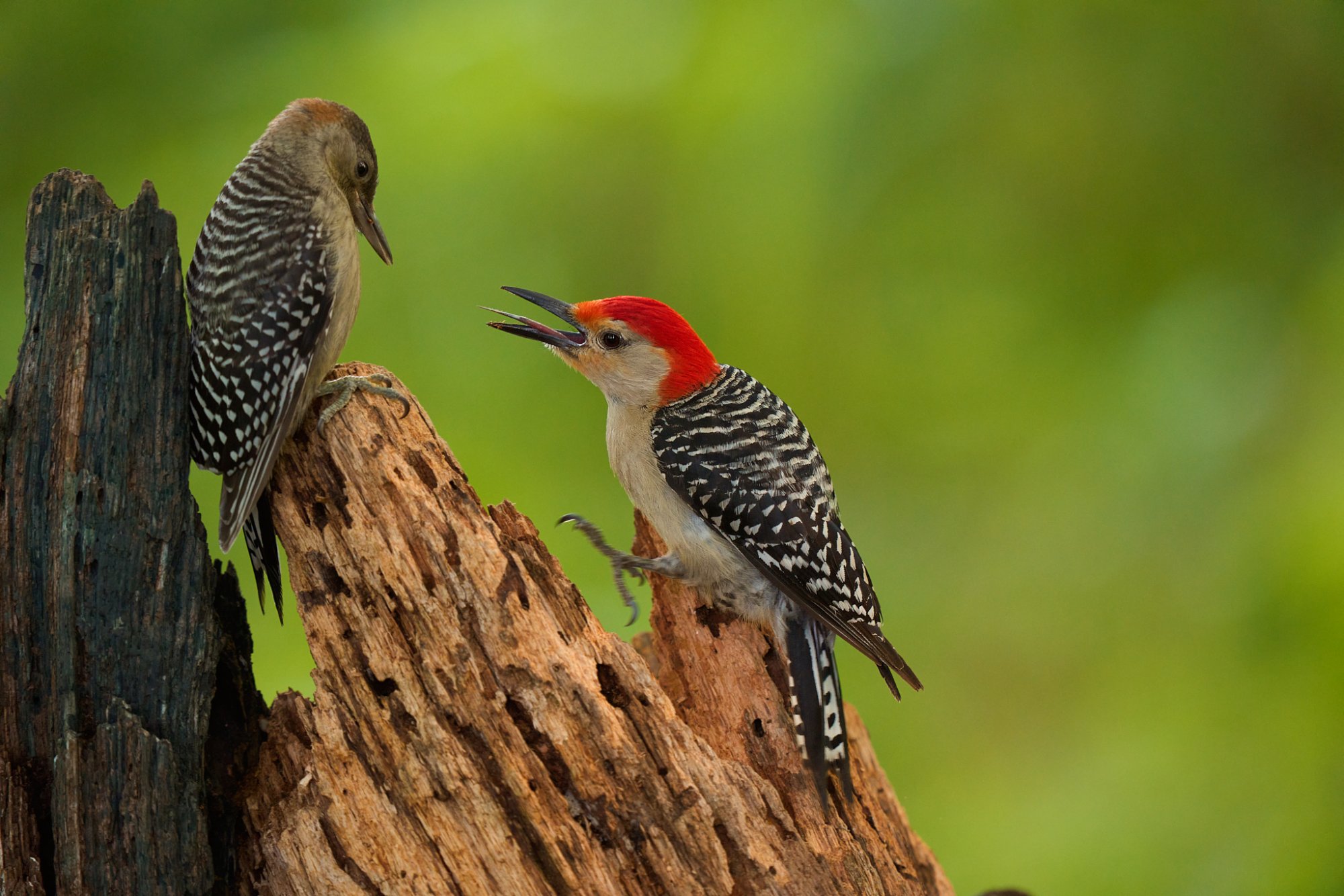 red-bellied-woodpecker-0003-24-06-30.jpg