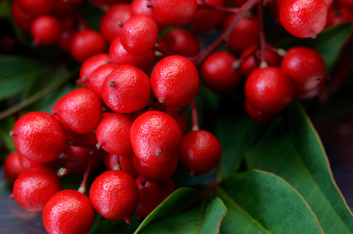 Red Berries for the Holidays.jpeg