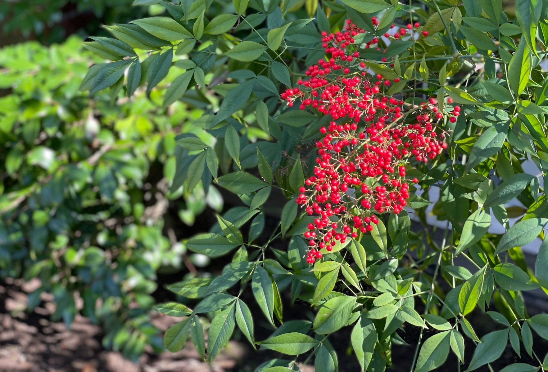 Red berries Sun (1).jpeg