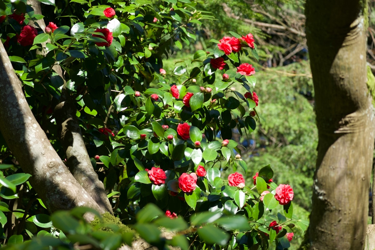 Red Camellia.jpeg