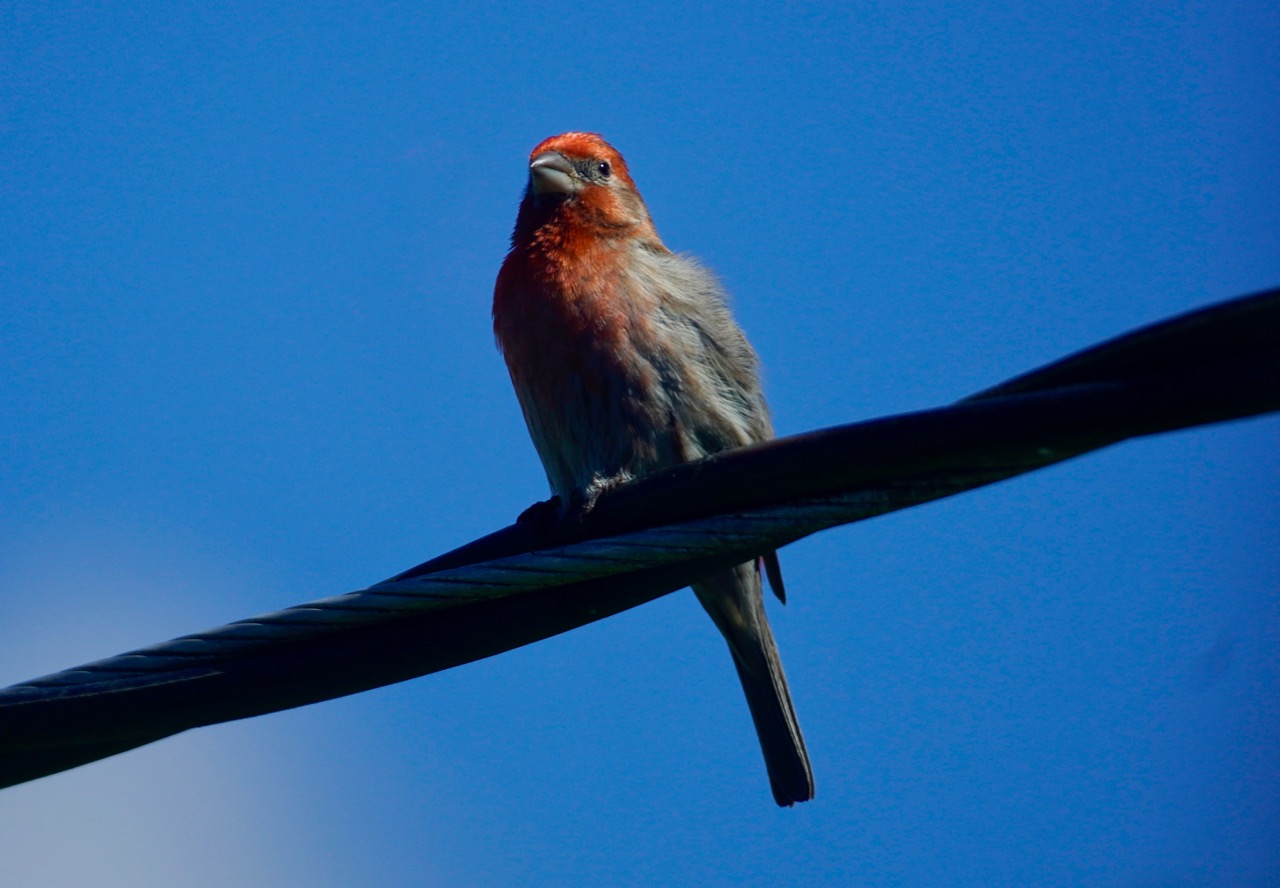 Red finch (1).jpg