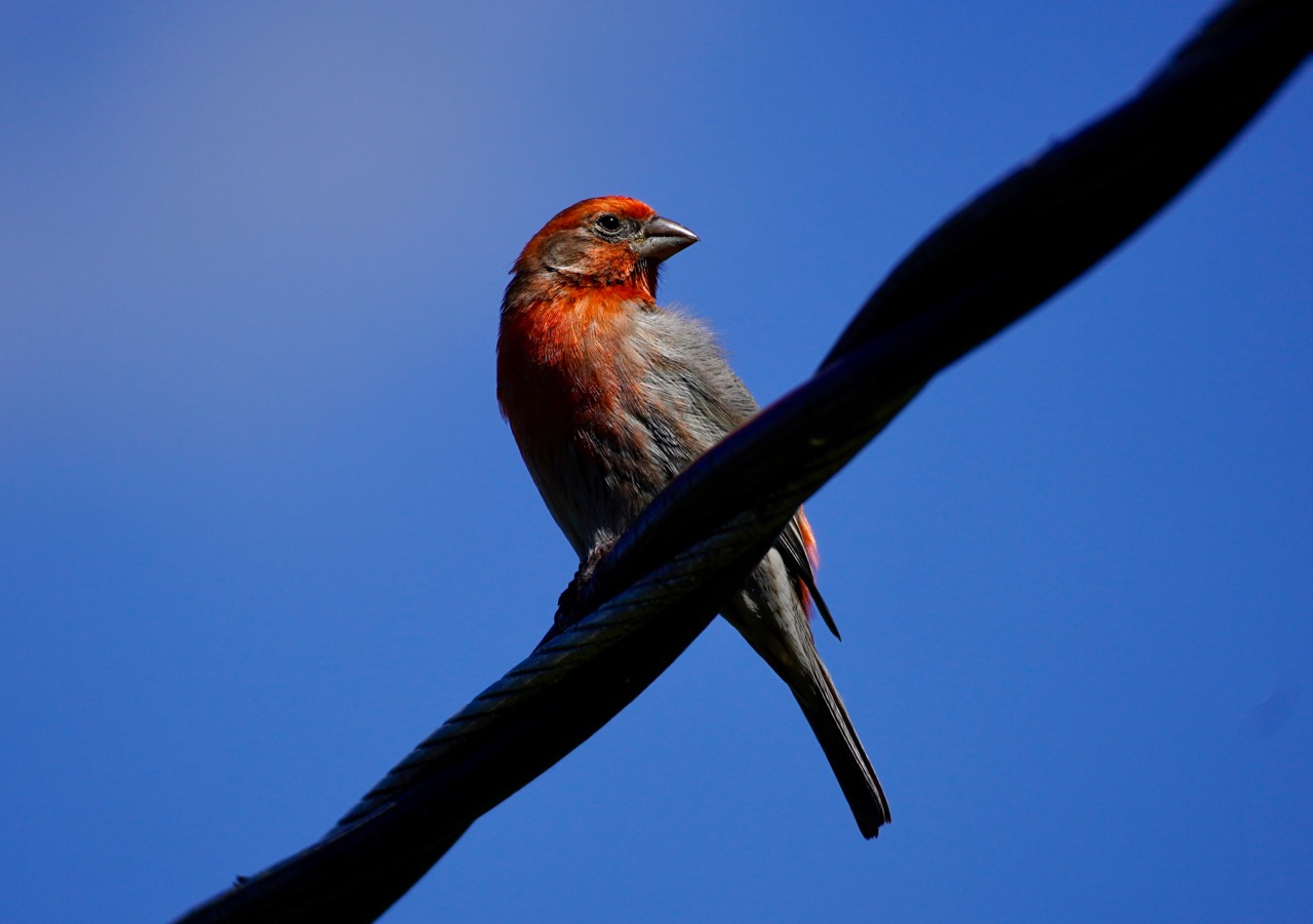 Red finch, better.jpg