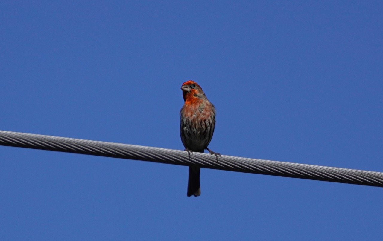 Red Finch.jpg