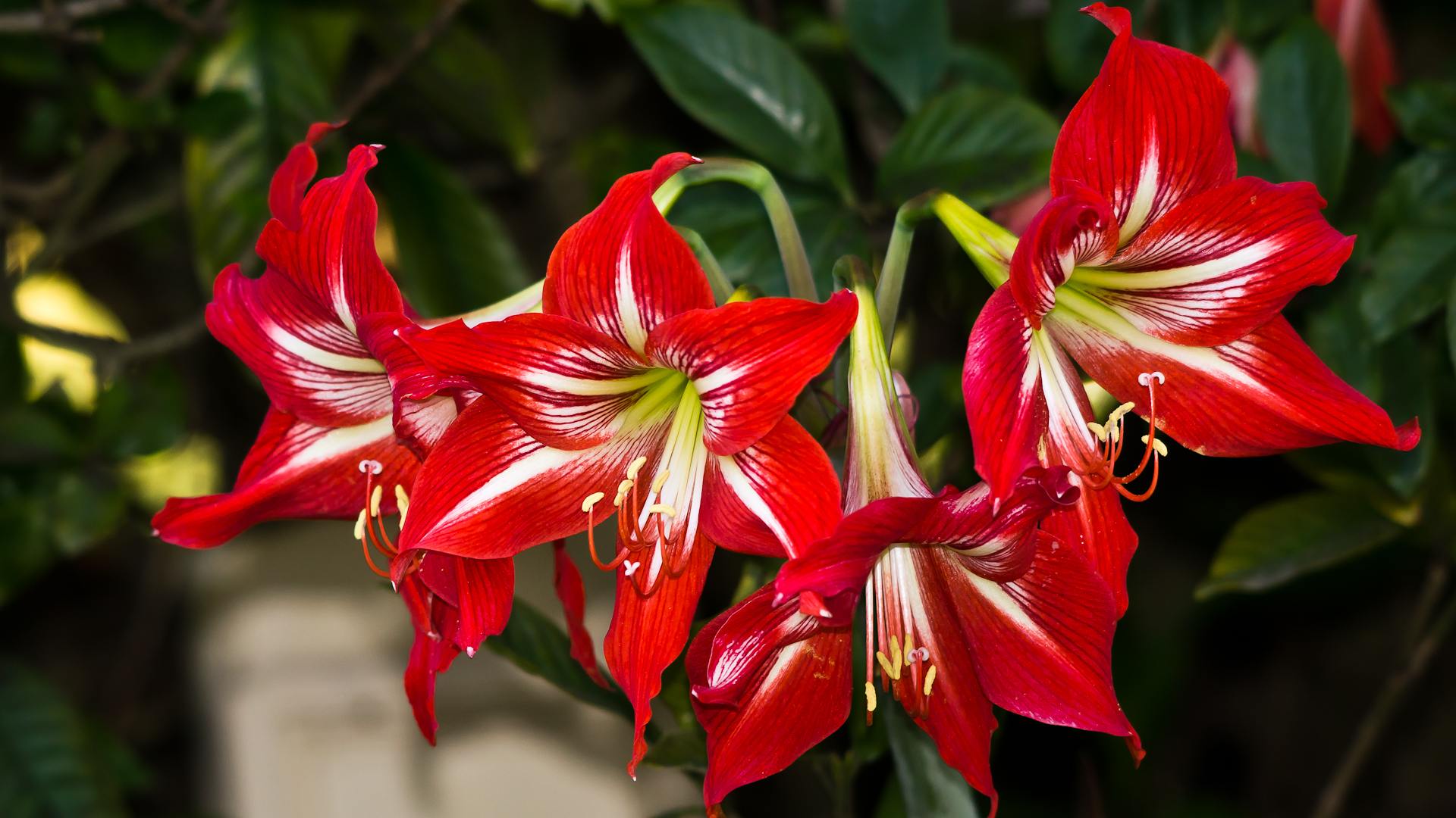 Red flower cluster.jpg