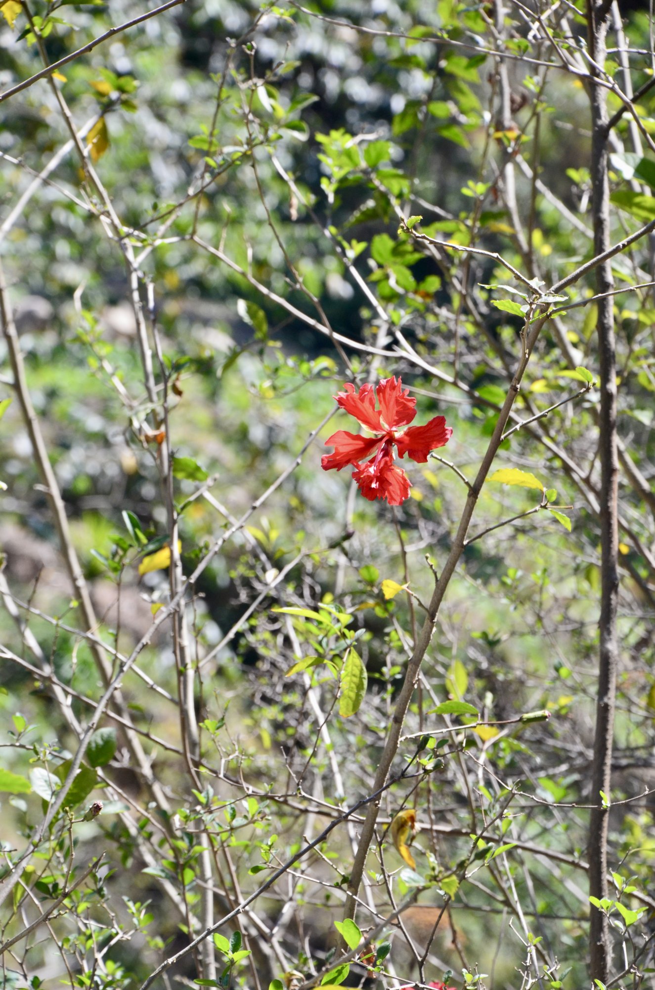 red flower.jpg