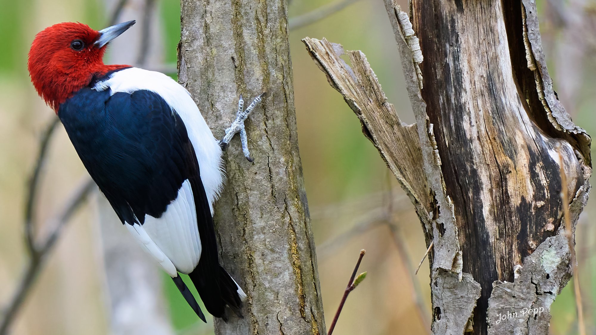 Red Headed Woodpecker 20-04-24-0023.jpg