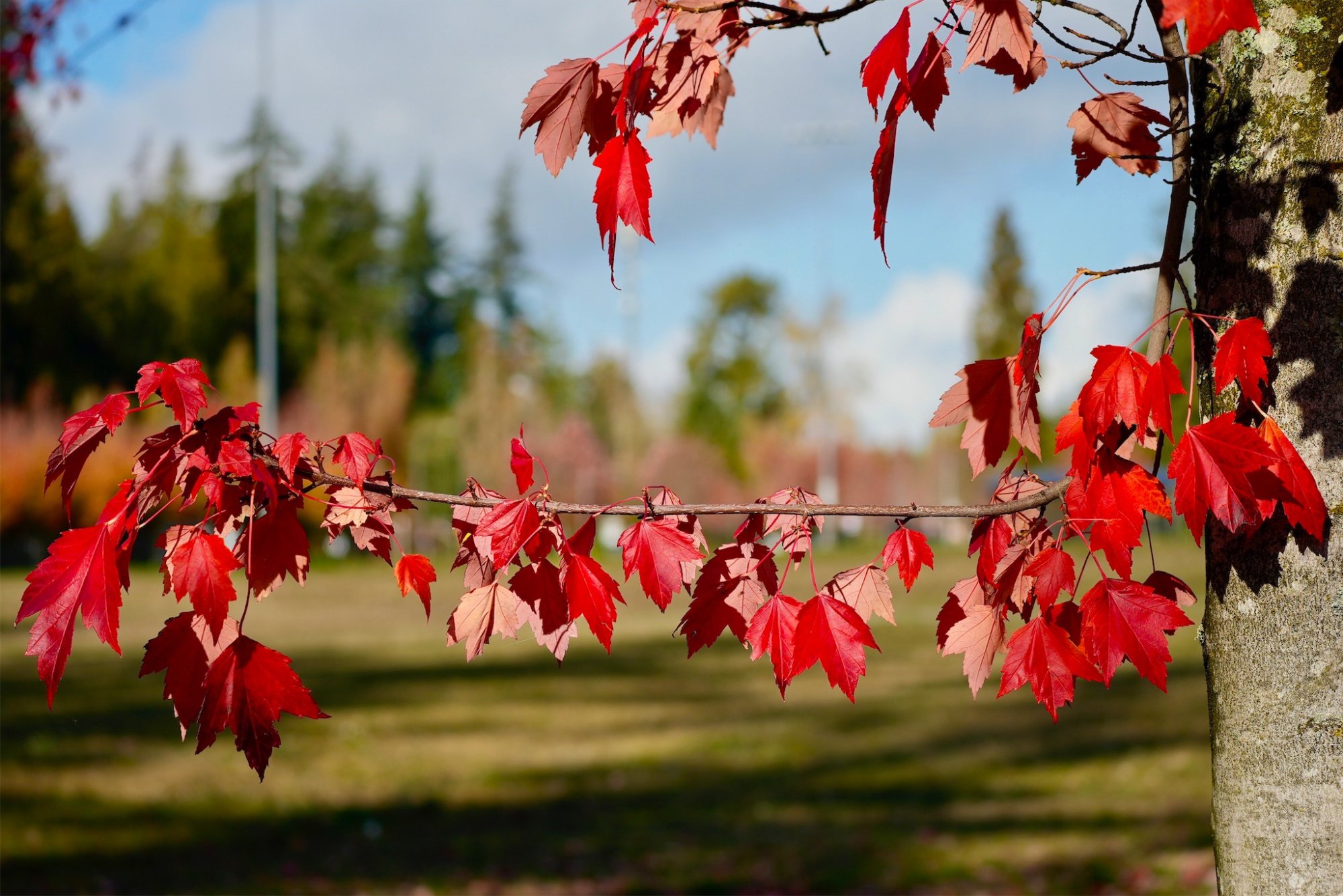  red leaves branch*.jpg