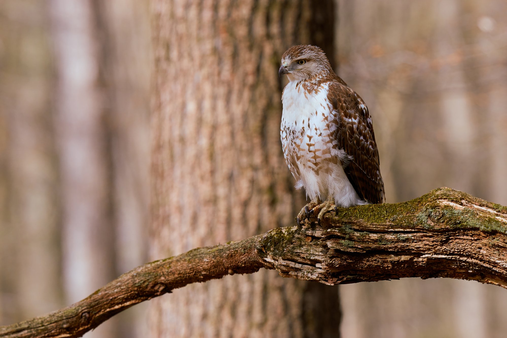 red-tailed-hawk-0001-24-06-02.jpg